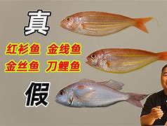 风蝶网咖和网鱼区别 风蝶网咖和网鱼区别大吗 